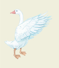 Goose duckling duck Drake paw beak white red birds