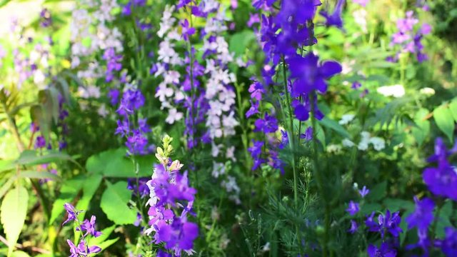 Garden with freshly Delphinium flower