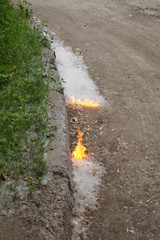 There is a poplar fluff near the sidewalk, which is set on fire and its part is enveloped in flames.