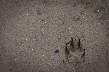Dog footprints in the sand