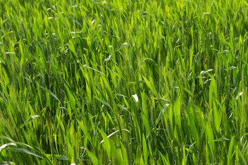 Countryside landscape with plantation with green leaves. Concept of serenity Grass grown out of the city.