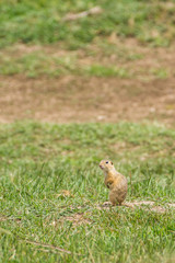 Naklejka na ściany i meble wild european ground squirrel (Spermophilus citellus) in alert posture