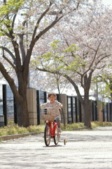 桜の下で自転車に乗る幼児 (4歳児)