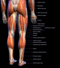 Labeled Anatomy Chart of Male Leg Muscles on Black Background - 272890898