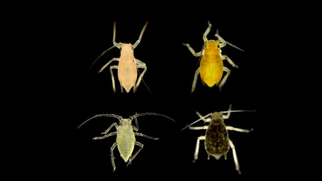 aphid under a microscope, In the video, several different types of aphids of different colors and shapes, an insect living on leaves of trees and shrubs, feeds on plant sap, many are dangerous pests