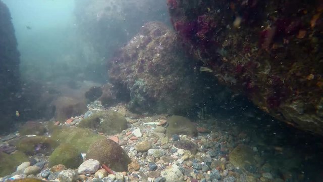 Diving on Ilha do boi. Scene with fish hiding uder the rock. Video recorded in 2019.