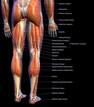 Labeled Anatomy Chart of Male Leg Muscles on Black Background