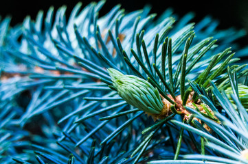Naklejka na ściany i meble A blue pine tree