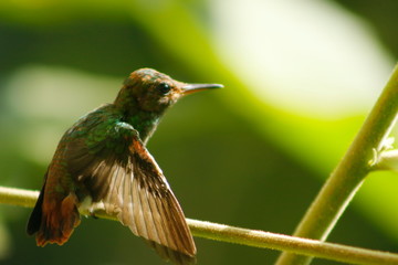hummingbird