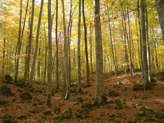 Obraz premium OLYMPUS DIGITAL CAMERA