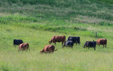 Beef cattle grazing tall grass in rural Appalachia