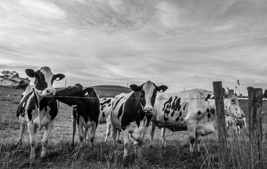 BW Holstein cows behind a barbed wire fence