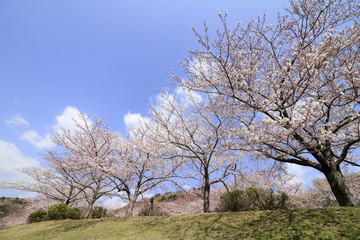 稲取高原の桜並木