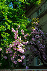 Fototapeta na wymiar blooming sakura spring in the city under an open blue sky next to green trees and bushes