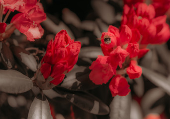 Kwiat kwiaty czerwone czerwony bąk insekt owad - obrazy, fototapety, plakaty