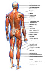 Labeled Anatomy Chart of Male Muscles Posterior View - 272892061