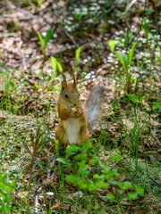 Little funny squirrel with a nut in the forest.  Sunny day.