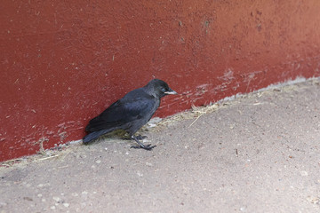 Big jackdaw chick on the ground near the wall