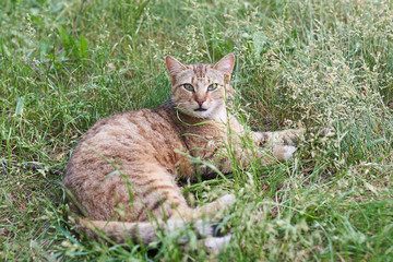 Naklejka na ściany i meble Gray-striped the cat lies in the grass