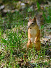 Little cute squirrel in the grass