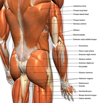 Gluteus Maximus Images – Browse 15,129 Stock Photos, Vectors, and Video