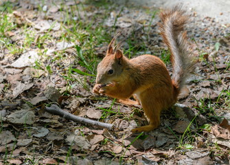 Naklejka na ściany i meble Young squirrel in the grass.