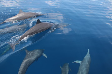 dolphins in the sea