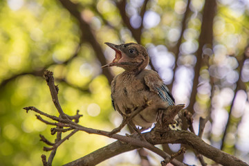 Young woodpecker bird. Hungry woodpecker bird. horizontal view
