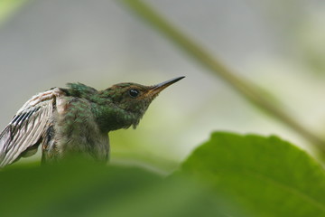 hummingbird 