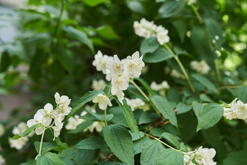 Flowering Jasmine Bush in the yard