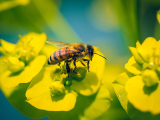 Bee Pollinating On Yellow Flower