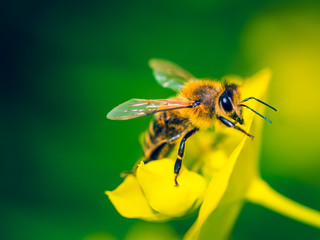 Bee Pollinating On Yellow Flower