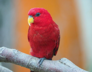 Bedfordshire, UK - June 2019 – Red Lory (Eos Bornea) at Woburn Safari Park, UK   