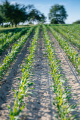 Early summer view of corn field in France view with tilt shift-lens