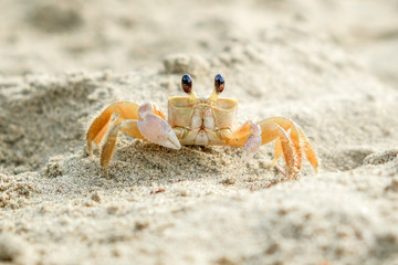Fototapeta na wymiar hello there crab