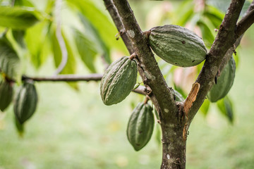 Cacao on tree