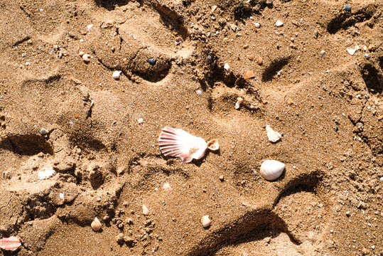 dand and seashells on the beach
