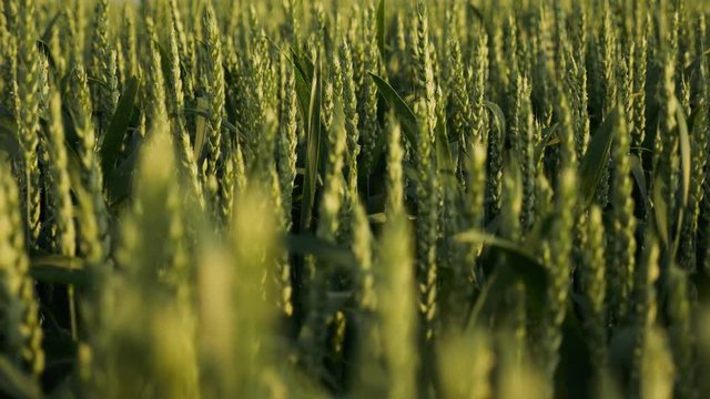 2in1 Amazing drone footage. field with wheat. Green Field On The Blue Sky Background