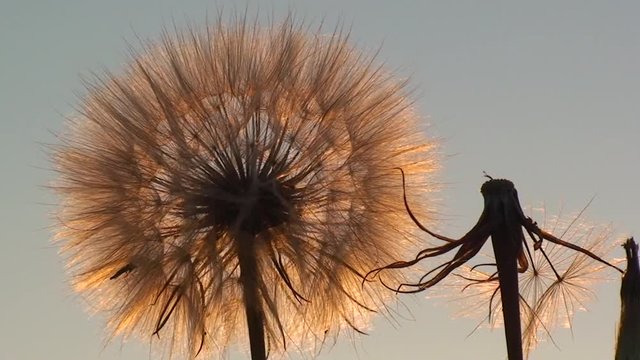 Fluffy dandelion on the background of the setting sun, medium shot.