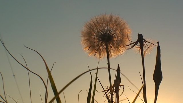 Fluffy dandelion on the background of the setting sun, wide shot.
