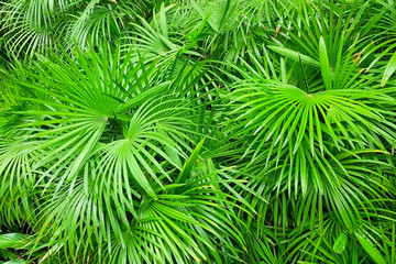 leaves of palm species botanical.