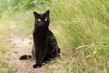 Naklejka na ściany i meble Beautiful bombay black cat in green grass in nature in summer