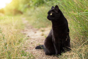 Beautiful bombay black cat in profile in green grass in nature in summer, copy space