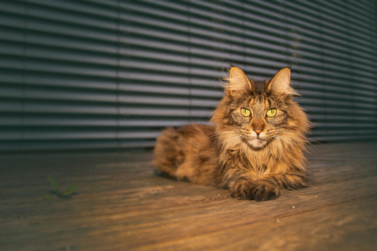 Langhaarkatze auf Holzterrasse vor Raffstore