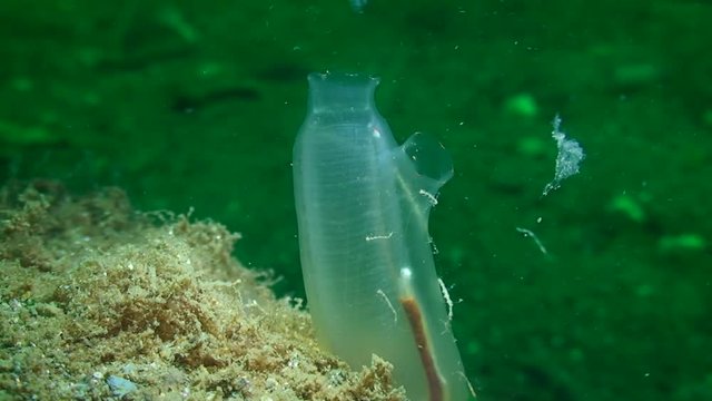 Yellow Sea Squirt (Ciona intestinalis) on a greenish background, medium shot.