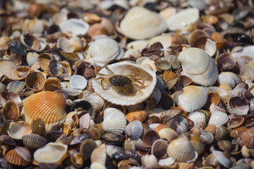 Fototapeta na wymiar Crab and shells on the seashore. Relaxation