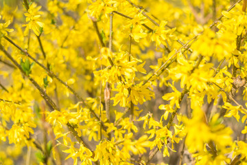 Background of small yellow flowers on the tree.