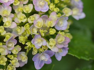 アジサイの花のアップ