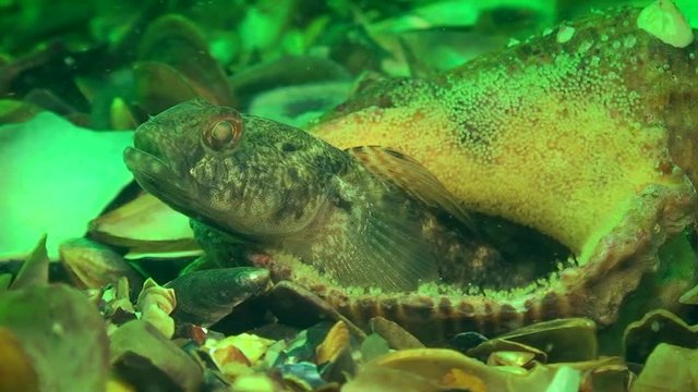 Reproduction of Black goby (Gobius niger): the male made a nest in an empty snail shell.