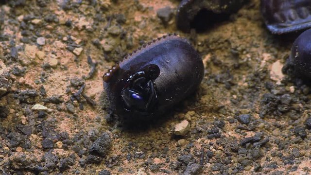 Parasitic wasp emerges from roach eggs 1160 11